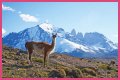 Wildlife in Patagonia: 20 Amazing Species